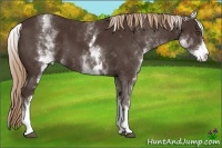 Horse Color:White Spotted Liver Chestnut 