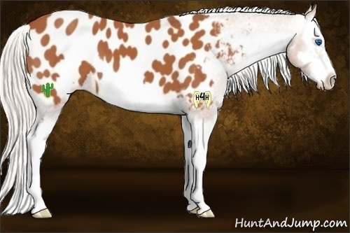 Horse Color:Silver Bay Splash Frame Appaloosa