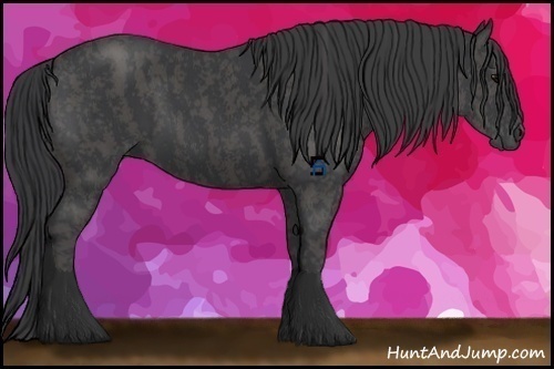 Horse Color:Black  Brindle