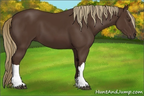 Horse Color:Liver Chestnut 