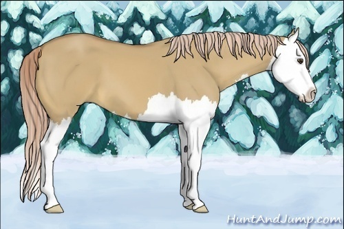 Horse Color:Palomino Dun Splash 