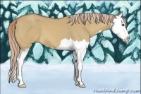 Horse Color:Palomino Dun Splash 