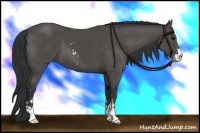 Horse Color:Black Sabino 
