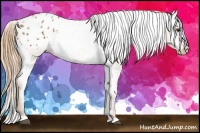 Horse Color:Chestnut Appaloosa 