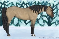 Horse Color:Bay Dun