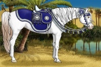 Horse Color:Bay Pearl Dun Sabino Splash Appaloosa Rabicano
