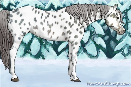 Horse Color:White Spotted Brown Ice Appaloosa 
