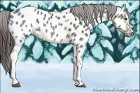 Horse Color:White Spotted Brown Ice Appaloosa
