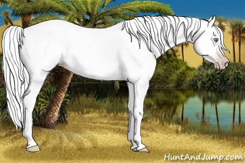 Horse Color:Gray Silver Amber Cream Champagne Roan Dun Splash Tobiano Frame Appaloosa Rabicano 