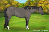 Horse Color:Grullo