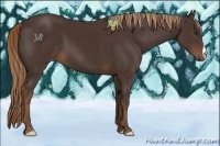 Horse Color:Liver Chestnut 