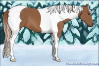 Horse Color:Chestnut Tobiano 