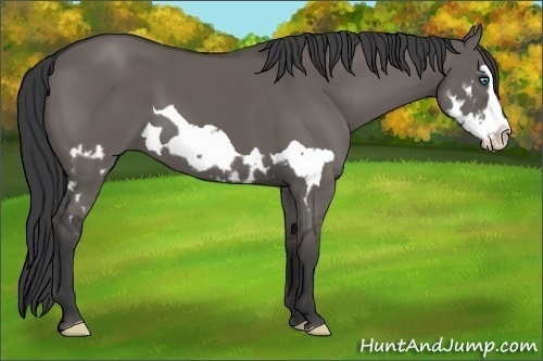 Horse Color:Grullo Splash Frame 
