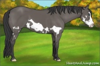 Horse Color:Grullo Splash Frame 