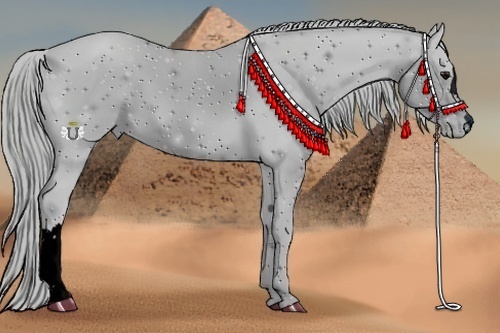 Horse Color:ERROR: UNKNOWN ANOMALY