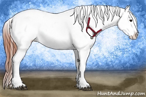 Horse Color:Brown Dun Appaloosa 