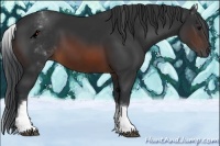 Horse Color:White Spotted Brown 