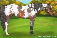 Horse Color:White Spotted Bay Appaloosa 