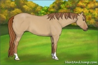 Horse Color:Red Dun Roan