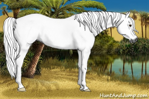 Horse Color:Gray Chestnut 