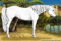 Horse Color:Gray Chestnut 