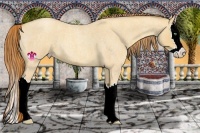 Horse Color:Gold Champagne Roan Dun Splash 