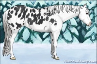 Horse Color:Black Frame Appaloosa