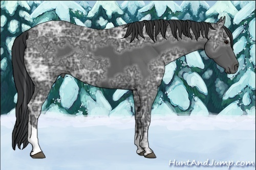 Horse Color:Black Ice Tobiano 