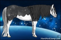 Horse Color:Black Splash