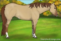 Horse Color:Red Dun Sabino 