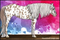 Horse Color:Classic Champagne Appaloosa 