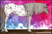 Horse Color:Red Roan Appaloosa 