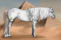 Horse Color:Chestnut Appaloosa 