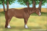 Horse Color:Chestnut Sabino 