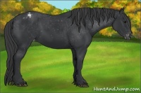Horse Color:Black Appaloosa 