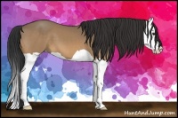 Horse Color:Bay Dun Splash 