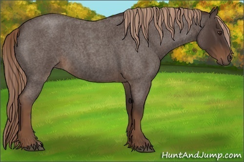 Horse Color:Liver Red Roan