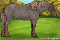 Horse Color:Liver Red Roan 