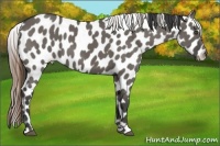 Horse Color:Smoky Grullo Near Leopard
