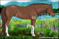 Horse Color:Chestnut  Brindle