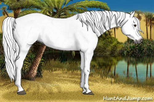 Horse Color:Gray Chestnut Sabino 