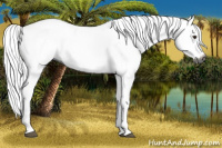 Horse Color:Gray Chestnut Sabino 