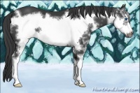 Horse Color:Black Splash Frame