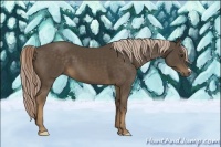 Horse Color:Chocolate Palomino 