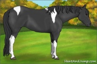 Horse Color:Black Tobiano 