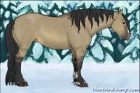Horse Color:Buckskin Dun Sabino Rabicano 