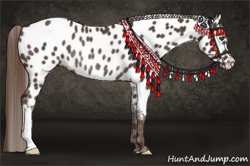 Horse Color:Liver Chestnut Appaloosa Rabicano 