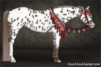 Horse Color:Liver Chestnut Appaloosa Rabicano