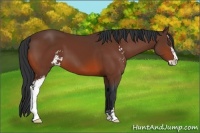Horse Color:Bay Sabino 