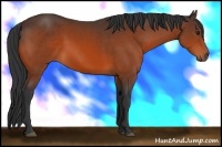 Horse Color:Bay Sabino 